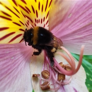 Bombus terrestris at Cygnet, TAS by LyndalT