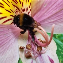 Bombus terrestris at Cygnet, TAS - 12 Jan 2025 10:56 AM