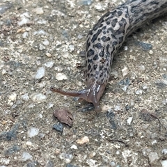 Limax maximus (Leopard Slug, Great Grey Slug) at Braddon, ACT - 12 Jan 2025 by courtneyb