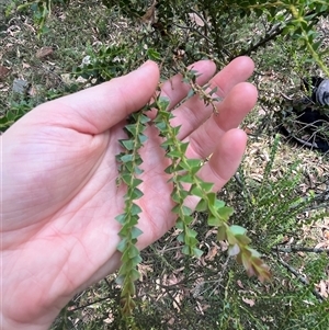 Acacia pravissima (Wedge-leaved Wattle, Ovens Wattle) at Wee Jasper, NSW by courtneyb