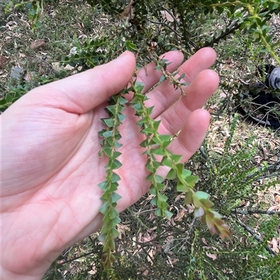 Acacia pravissima (Wedge-leaved Wattle, Ovens Wattle) at Wee Jasper, NSW - 5 Jan 2025 by courtneyb