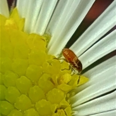 Unidentified Beetle (Coleoptera) at Cygnet, TAS - 12 Jan 2025 by LyndalT