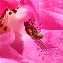 Drosophilidae (family) at Cygnet, TAS - 12 Jan 2025 11:15 AM