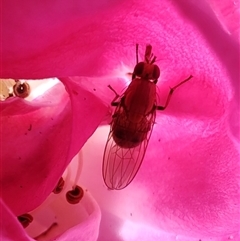 Drosophilidae (family) at Cygnet, TAS - 12 Jan 2025 11:15 AM
