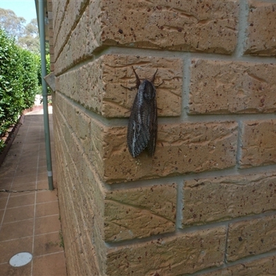 Endoxyla (genus) (Unknown Wood Moth) at Amaroo, ACT - 12 Jan 2025 by Robot75