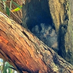 Aegotheles cristatus (Australian Owlet-nightjar) at Wamboin, NSW - 12 Jan 2025 by Wolfdogg