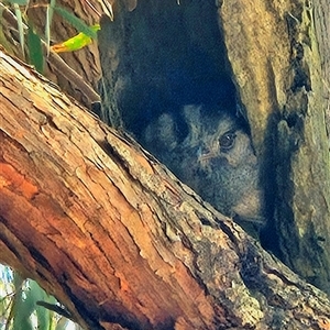 Aegotheles cristatus (Australian Owlet-nightjar) at Wamboin, NSW by Wolfdogg