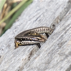 Eulamprus heatwolei (Yellow-bellied Water Skink) at Strathnairn, ACT - 8 Jan 2025 by SWishart