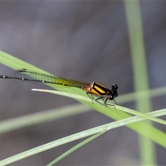 Nososticta solida (Orange Threadtail) at Strathnairn, ACT - 8 Jan 2025 by SWishart