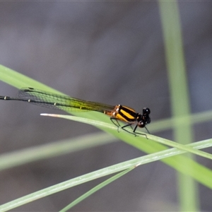 Nososticta solida (Orange Threadtail) at Strathnairn, ACT by SWishart