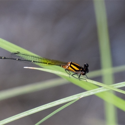 Nososticta solida (Orange Threadtail) at Strathnairn, ACT - 8 Jan 2025 by SWishart