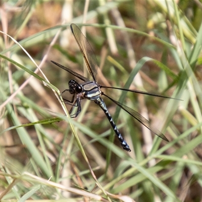 Diphlebia nymphoides at Strathnairn, ACT - 7 Jan 2025 by SWishart