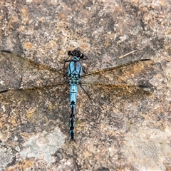 Diphlebia nymphoides (Arrowhead Rockmaster) at Strathnairn, ACT - 8 Jan 2025 by SWishart