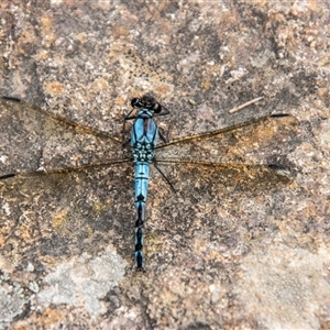 Diphlebia nymphoides (Arrowhead Rockmaster) at Strathnairn, ACT by SWishart