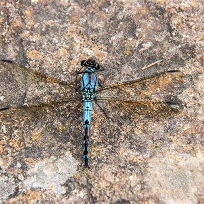 Diphlebia nymphoides at Strathnairn, ACT - 7 Jan 2025 by SWishart