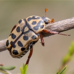 Neorrhina punctatum (Spotted flower chafer) at Strathnairn, ACT - 7 Jan 2025 by SWishart