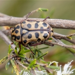 Neorrhina punctatum at Strathnairn, ACT - 8 Jan 2025