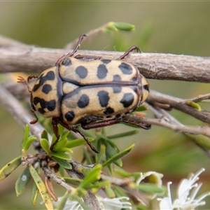 Neorrhina punctatum at Strathnairn, ACT - 8 Jan 2025