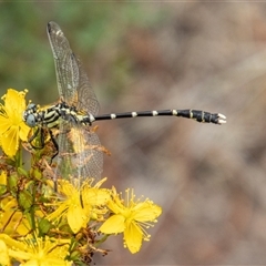 Hemigomphus heteroclytus (Stout Vicetail) at Strathnairn, ACT - 8 Jan 2025 by SWishart