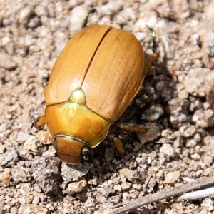 Anoplognathus brunnipennis (Green-tailed Christmas beetle) at Strathnairn, ACT by SWishart