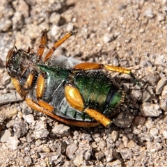 Anoplognathus brunnipennis at Strathnairn, ACT - 8 Jan 2025 10:50 AM