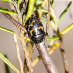 Choerocoris variegatus (Variable Jewel Bug) at Strathnairn, ACT - 8 Jan 2025 by SWishart