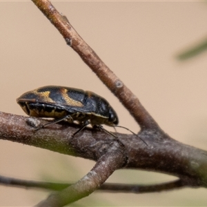 Choerocoris variegatus at Strathnairn, ACT - 8 Jan 2025