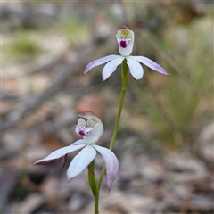 Caladenia moschata (Musky Caps) at Tinderry, NSW - 4 Nov 2024 by RobG1