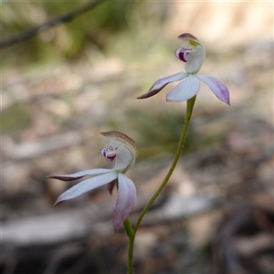 Caladenia moschata at Tinderry, NSW - suppressed