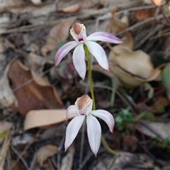 Caladenia moschata at Tinderry, NSW - suppressed