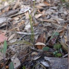 Caladenia moschata at Tinderry, NSW - suppressed