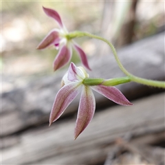 Caladenia moschata at Tinderry, NSW - suppressed