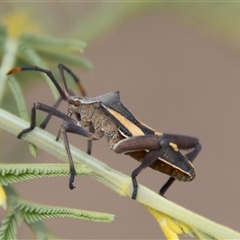 Mictis profana (Crusader Bug) at Strathnairn, ACT - 8 Jan 2025 by SWishart