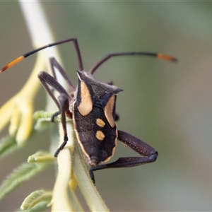 Mictis profana at Strathnairn, ACT - 8 Jan 2025 11:07 AM