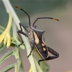 Mictis profana at Strathnairn, ACT - 8 Jan 2025 11:07 AM