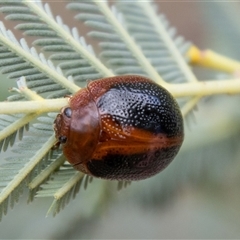 Dicranosterna immaculata (Acacia leaf beetle) at Strathnairn, ACT - 8 Jan 2025 by SWishart