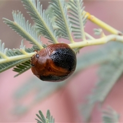 Dicranosterna immaculata at Strathnairn, ACT - 8 Jan 2025 11:08 AM