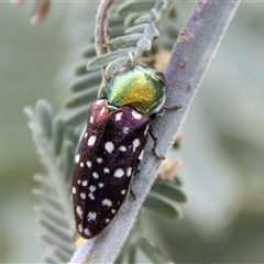 Diphucrania leucosticta (White-flecked acacia jewel beetle) at Strathnairn, ACT - 8 Jan 2025 by SWishart