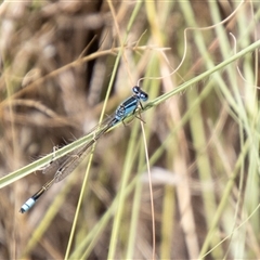 Ischnura heterosticta at Strathnairn, ACT - 8 Jan 2025 by SWishart