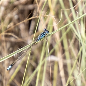 Ischnura heterosticta (Common Bluetail Damselfly) at Strathnairn, ACT by SWishart