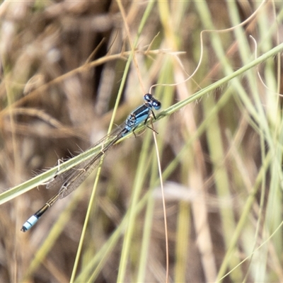 Ischnura heterosticta at Strathnairn, ACT - 8 Jan 2025 by SWishart