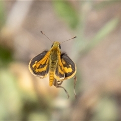 Ocybadistes walkeri (Green Grass-dart) at Strathnairn, ACT - 8 Jan 2025 by SWishart