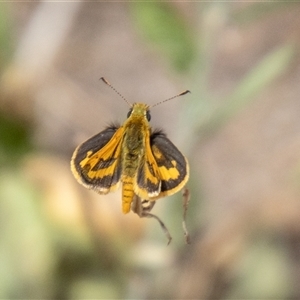 Ocybadistes walkeri (Green Grass-dart) at Strathnairn, ACT by SWishart