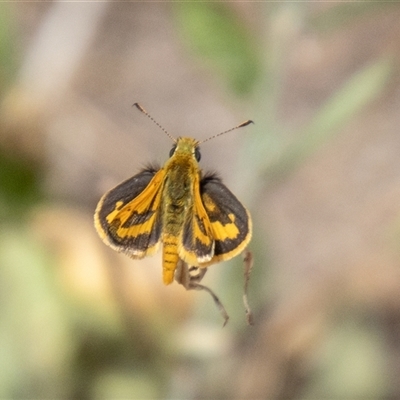 Ocybadistes walkeri (Green Grass-dart) at Strathnairn, ACT - 8 Jan 2025 by SWishart