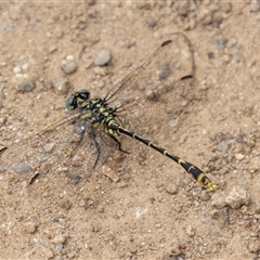 Austrogomphus australis (Inland Hunter) at Strathnairn, ACT - 8 Jan 2025 by SWishart