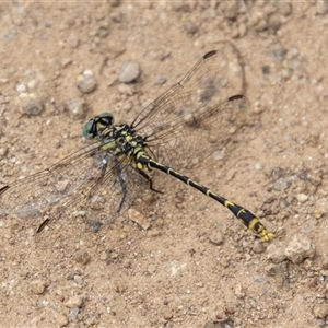 Austrogomphus australis at Strathnairn, ACT - 8 Jan 2025 11:30 AM