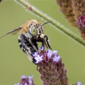 Amegilla (Zonamegilla) asserta (Blue Banded Bee) at Strathnairn, ACT by SWishart