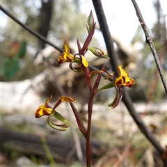 Diuris semilunulata (Late Leopard Orchid) at Tinderry, NSW - 4 Nov 2024 by RobG1