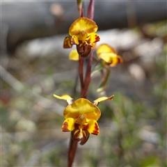 Diuris semilunulata at Tinderry, NSW - suppressed