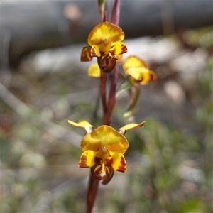 Diuris semilunulata at Tinderry, NSW - suppressed